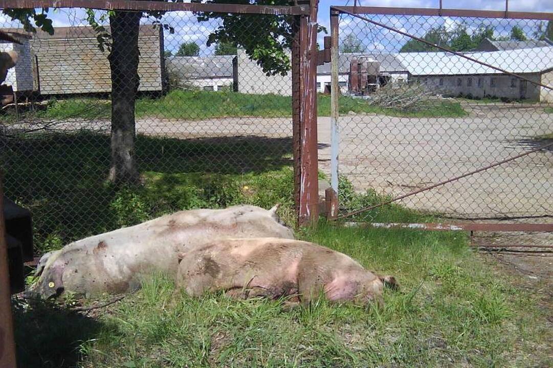 Šokiravo nudvėsusių kiaulių prigrūsti konteineriai 
