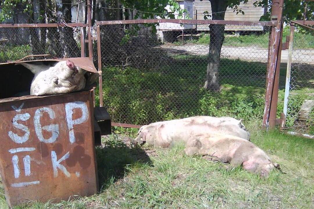 Šokiravo nudvėsusių kiaulių prigrūsti konteineriai 