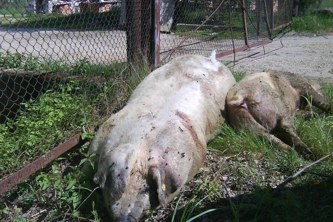 Šokiravo nudvėsusių kiaulių prigrūsti konteineriai 
