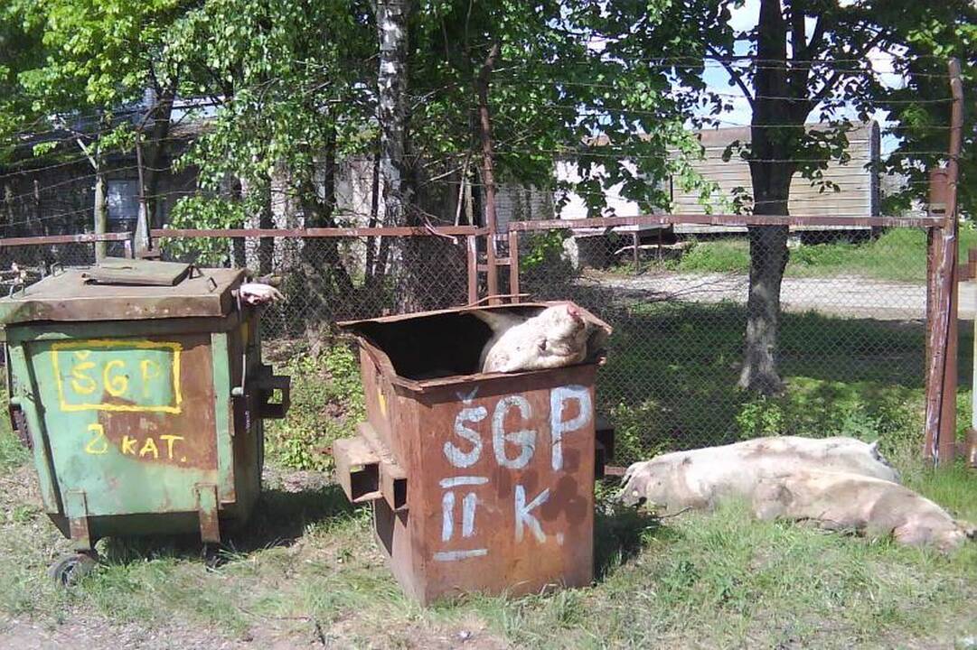 Šokiravo nudvėsusių kiaulių prigrūsti konteineriai 