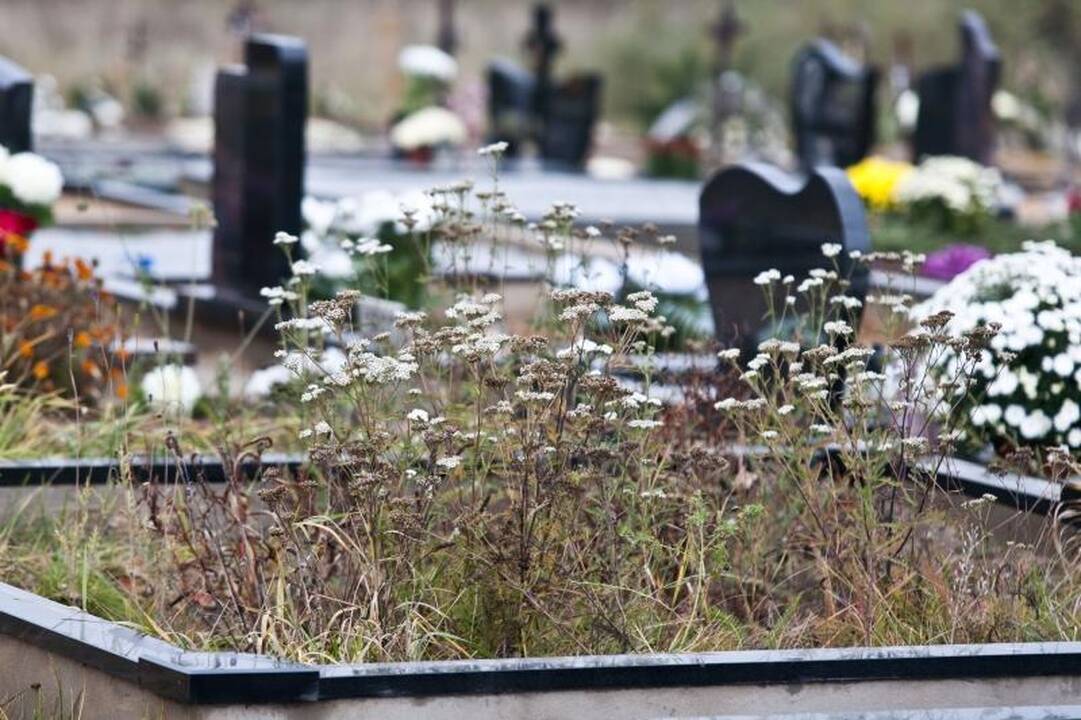 Kelias į Ledos kapines – klaidus ir duobėtas