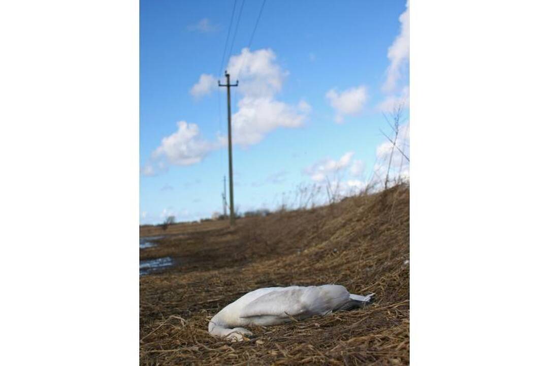 Kaune  –  mirtini   spąstai   gulbėms   