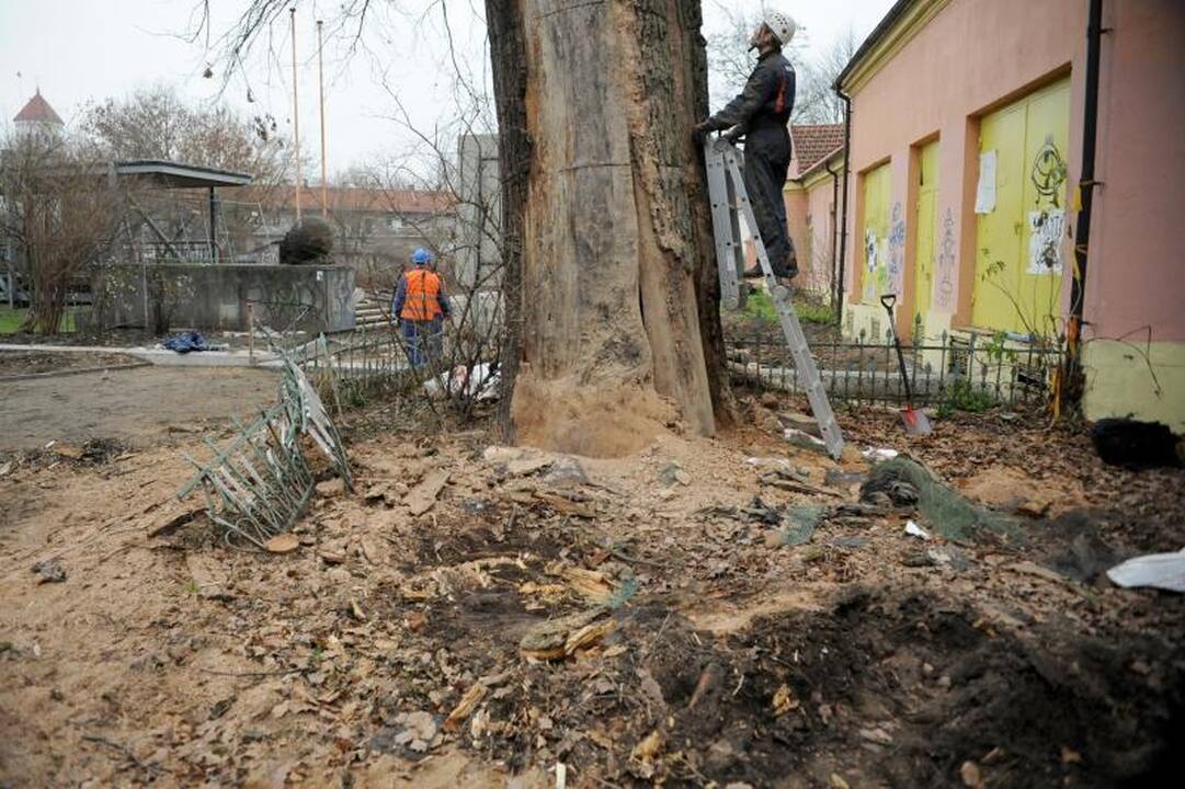 Seniausio Vilniaus ąžuolo viduje rasta net skudurų ir celofano