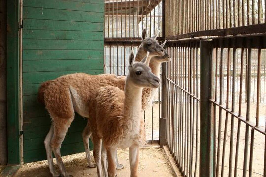 Zoologijos sodas žiemą: sniego labiausiai laukė Kasparas 