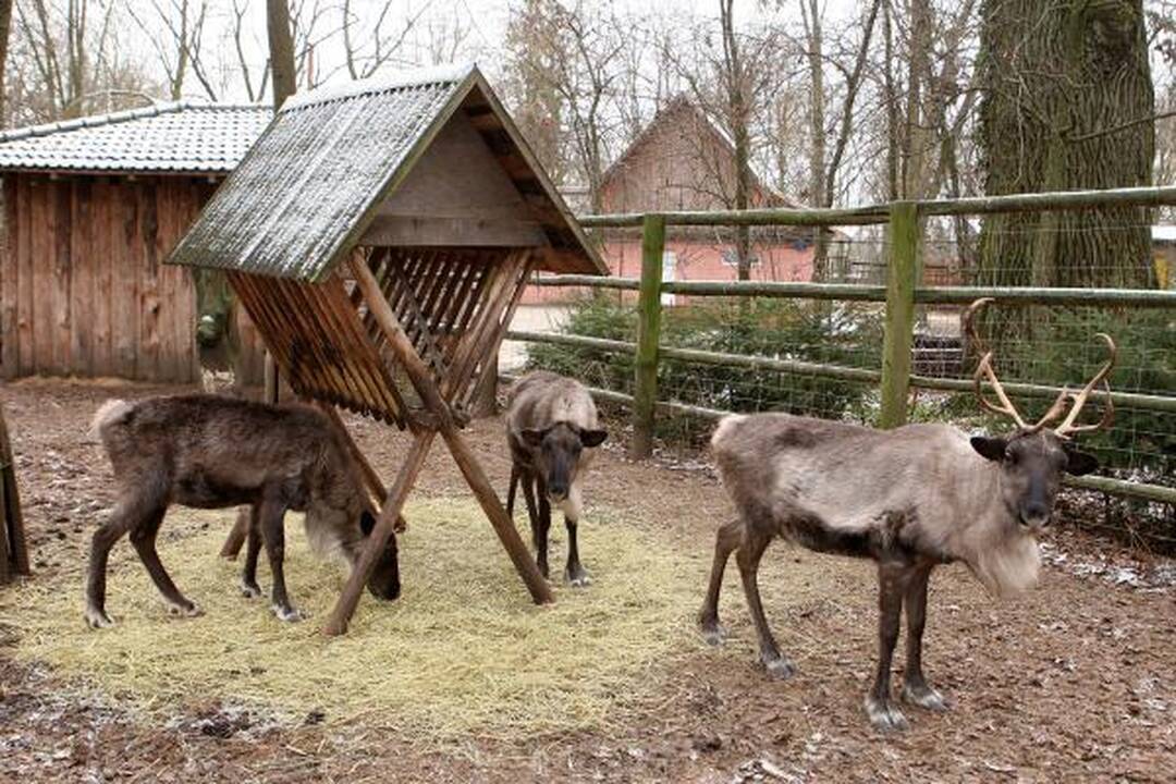 Zoologijos sodas žiemą: sniego labiausiai laukė Kasparas 