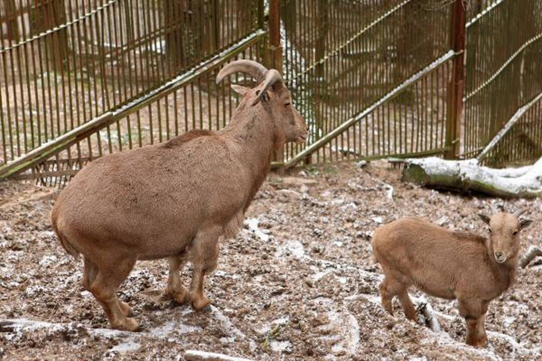 Zoologijos sodas žiemą: sniego labiausiai laukė Kasparas 