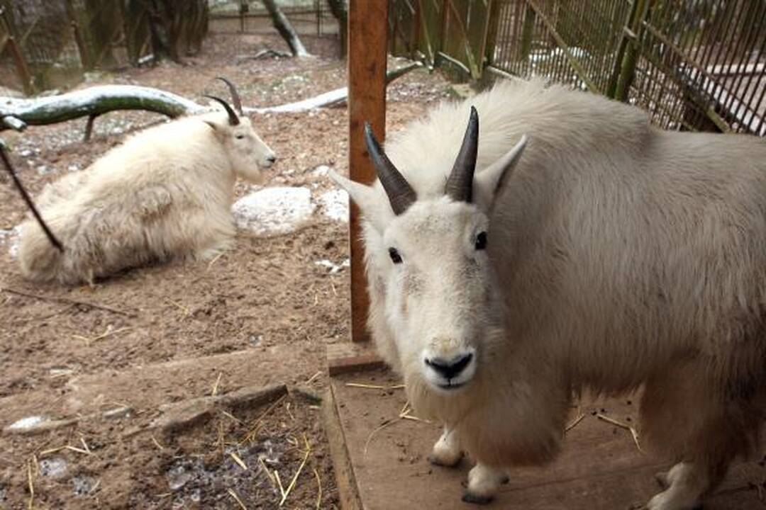Zoologijos sodas žiemą: sniego labiausiai laukė Kasparas 