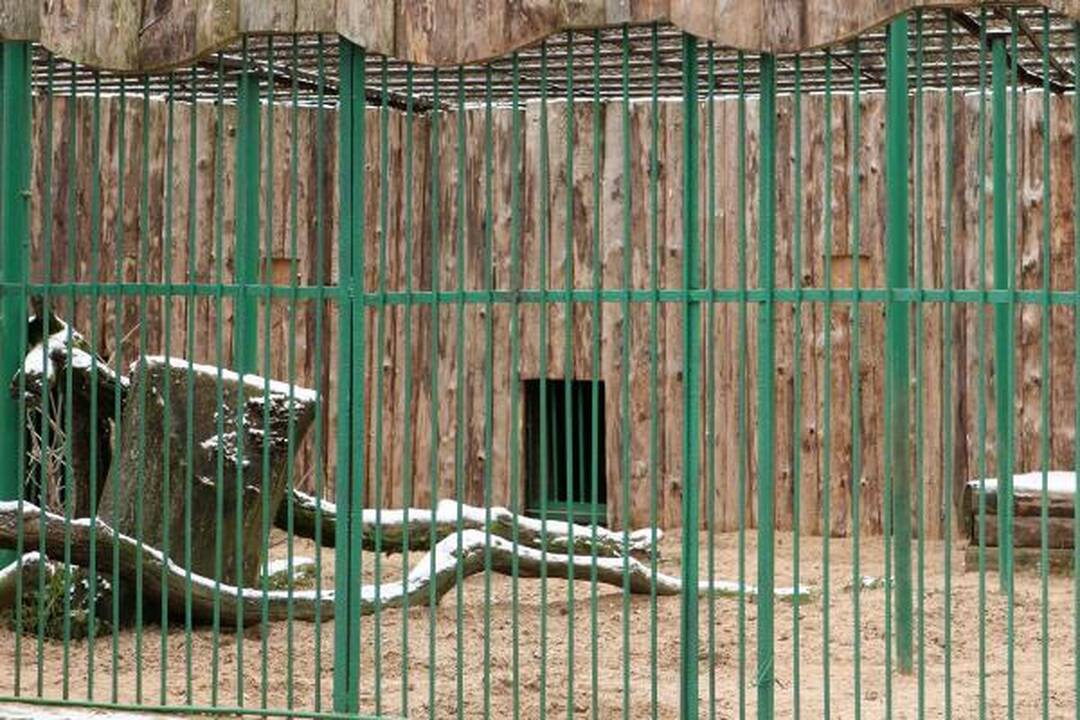 Zoologijos sodas žiemą: sniego labiausiai laukė Kasparas 