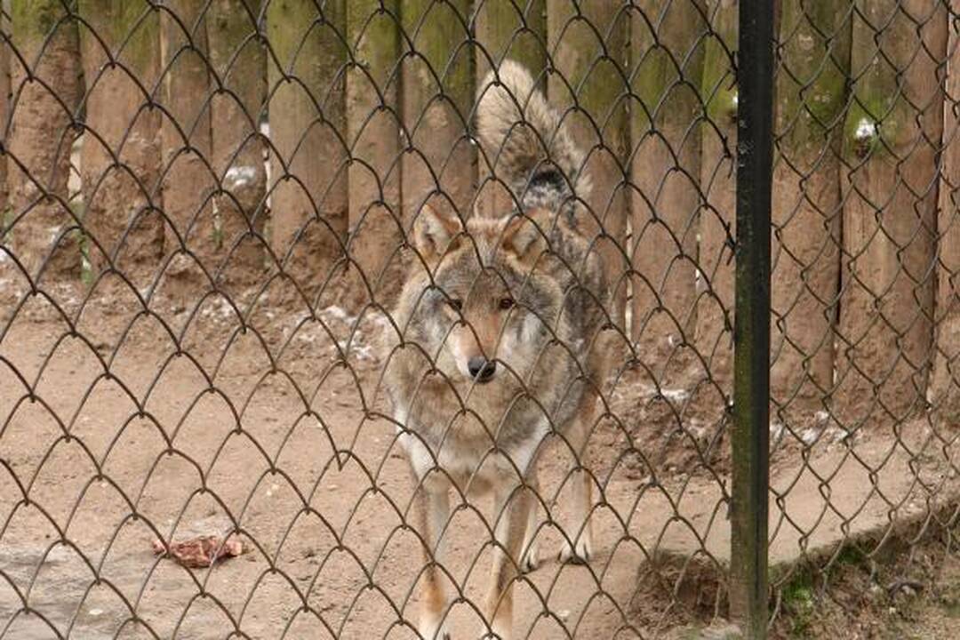 Zoologijos sodas žiemą: sniego labiausiai laukė Kasparas 