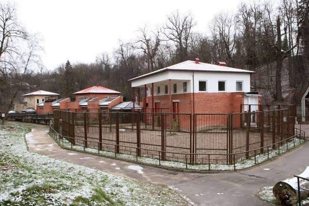 Zoologijos sodas žiemą: sniego labiausiai laukė Kasparas 