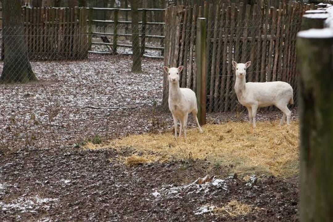 Zoologijos sodas žiemą: sniego labiausiai laukė Kasparas 