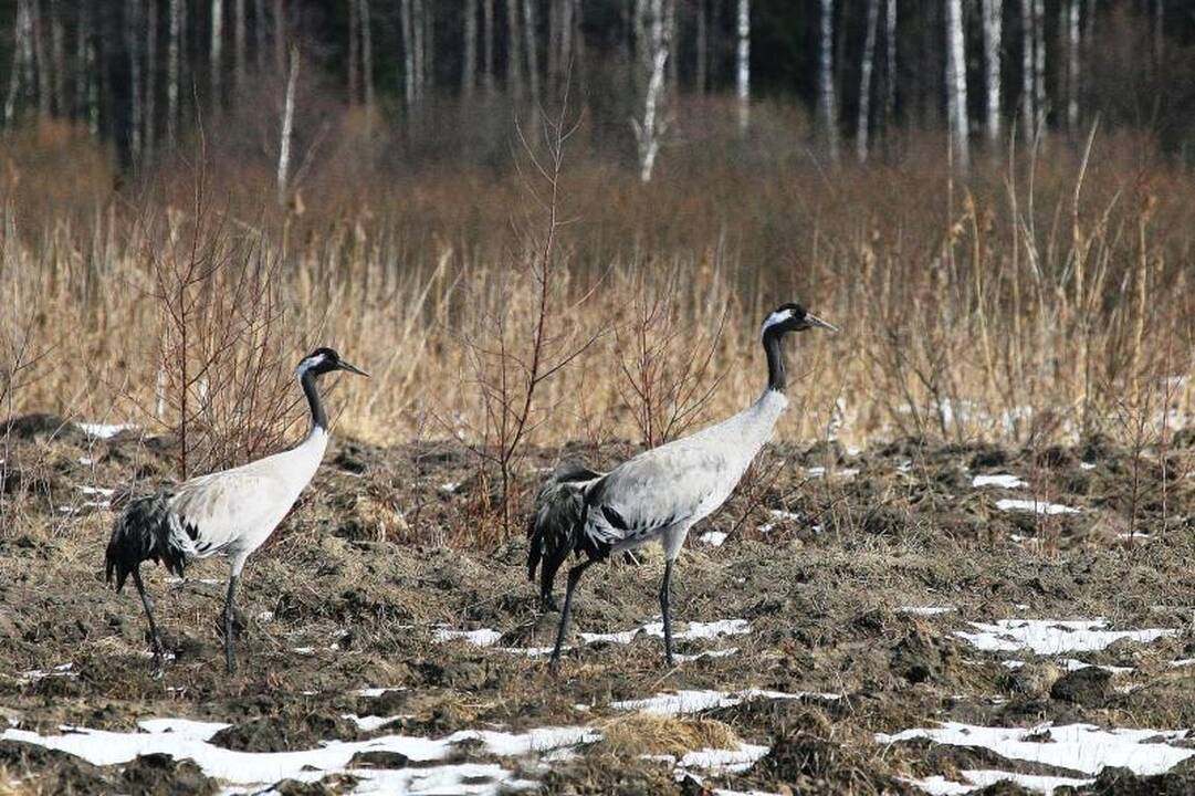 Kelyje Klaipėda – Kretingalė žuvo žmogus