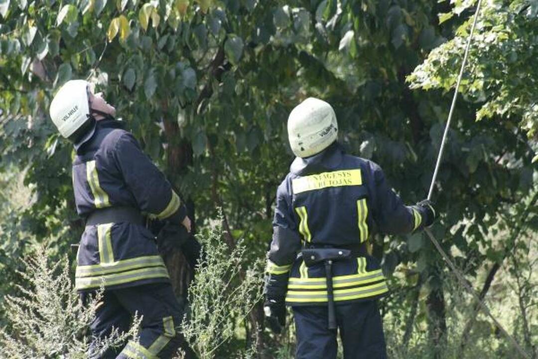 Šunų prieglaudoje – katės gelbėjimo operacija