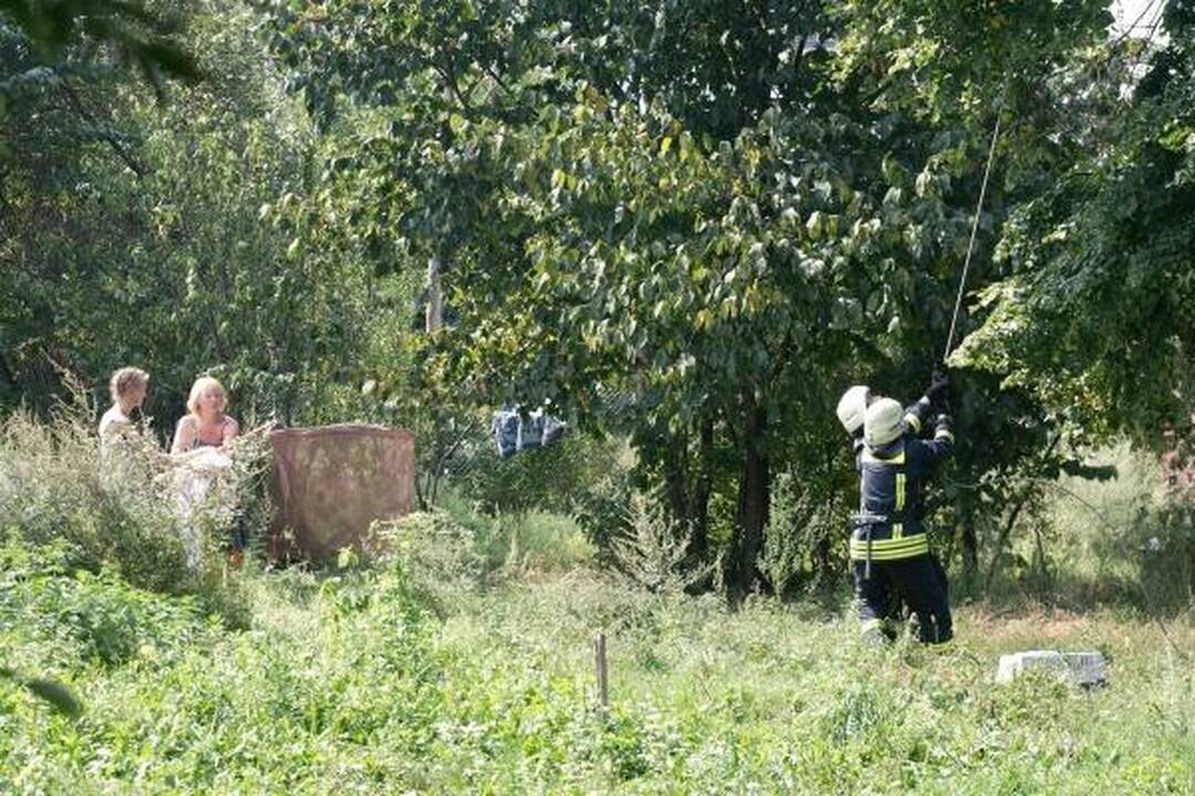 Šunų prieglaudoje – katės gelbėjimo operacija