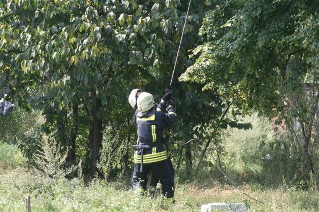 Šunų prieglaudoje – katės gelbėjimo operacija