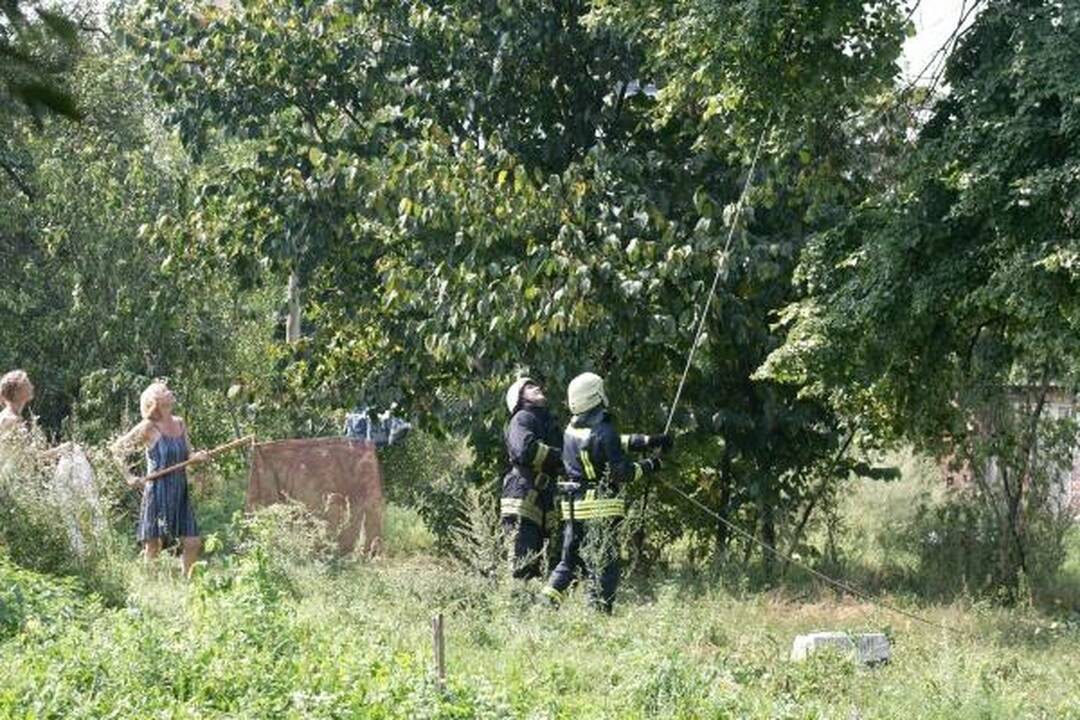 Šunų prieglaudoje – katės gelbėjimo operacija