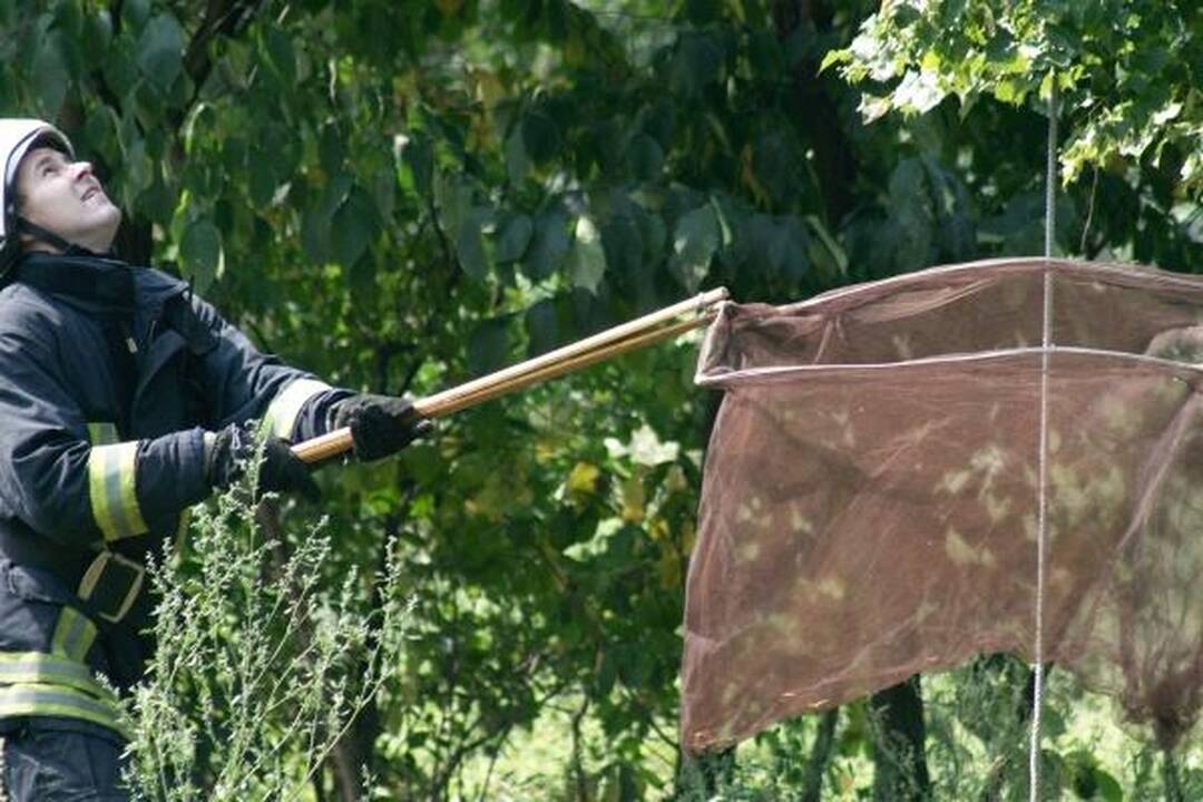 Šunų prieglaudoje – katės gelbėjimo operacija