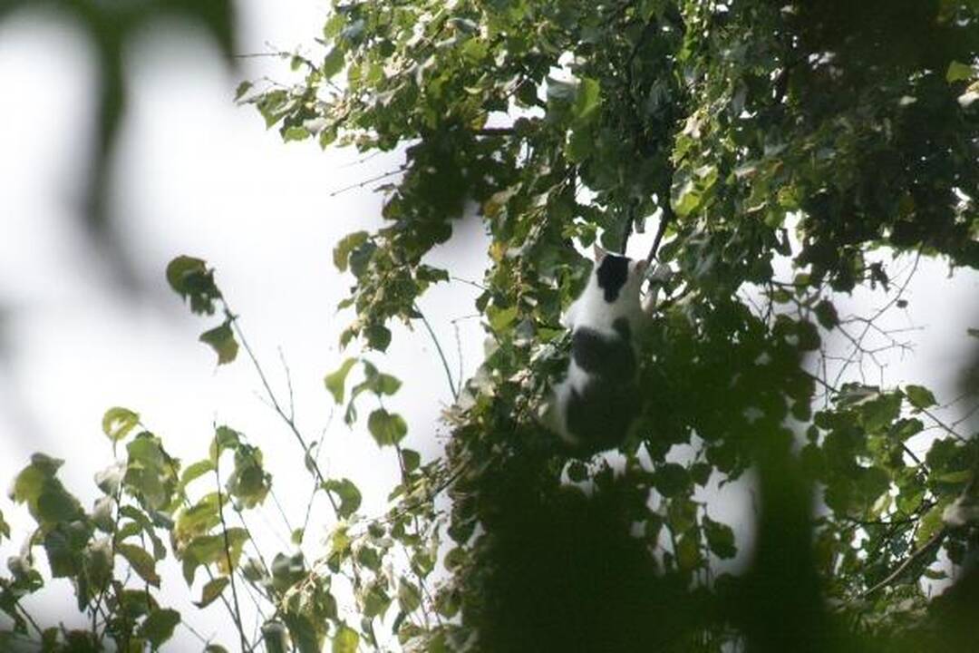 Šunų prieglaudoje – katės gelbėjimo operacija