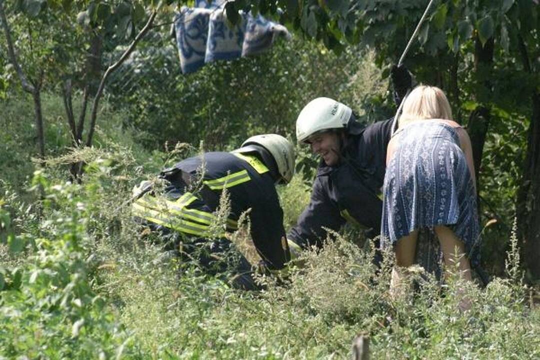 Šunų prieglaudoje – katės gelbėjimo operacija