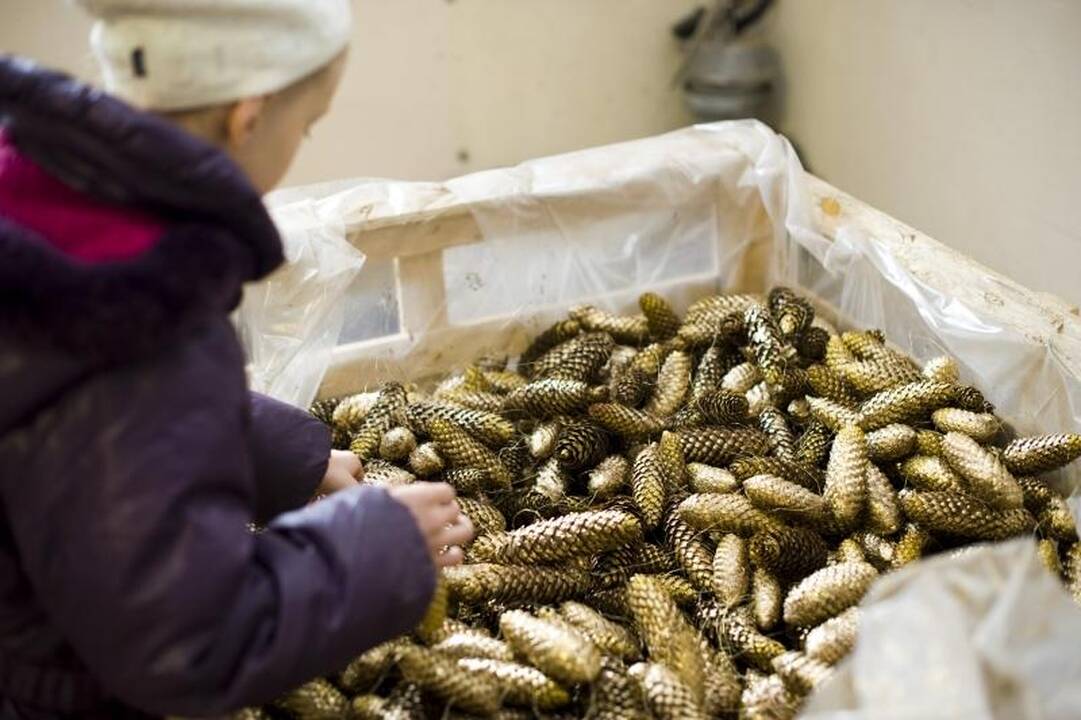 Auksinę Kalėdų eglę papuoš du kilometrai girliandų