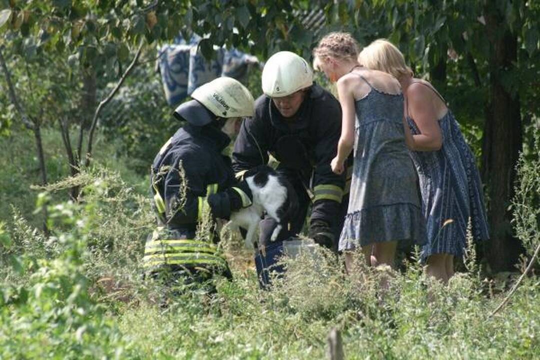Šunų prieglaudoje – katės gelbėjimo operacija