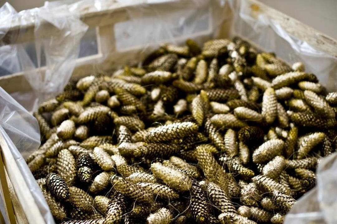 Auksinę Kalėdų eglę papuoš du kilometrai girliandų