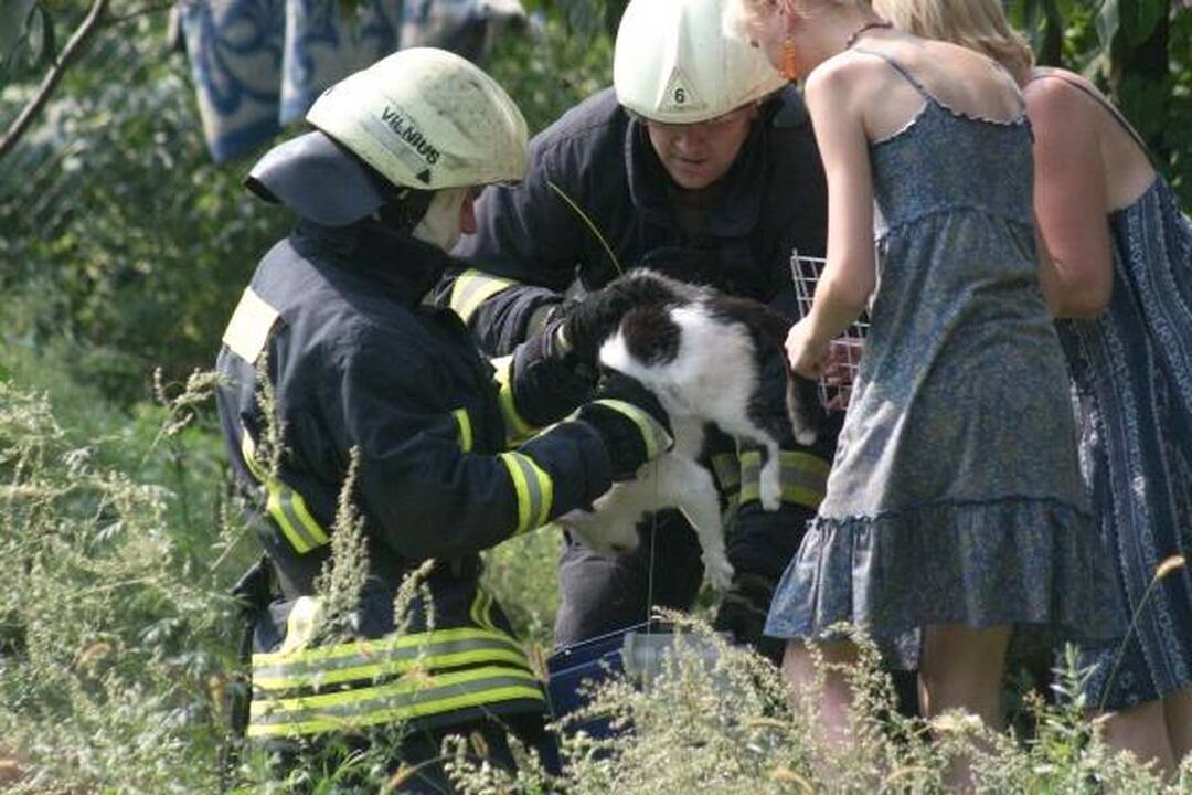 Šunų prieglaudoje – katės gelbėjimo operacija