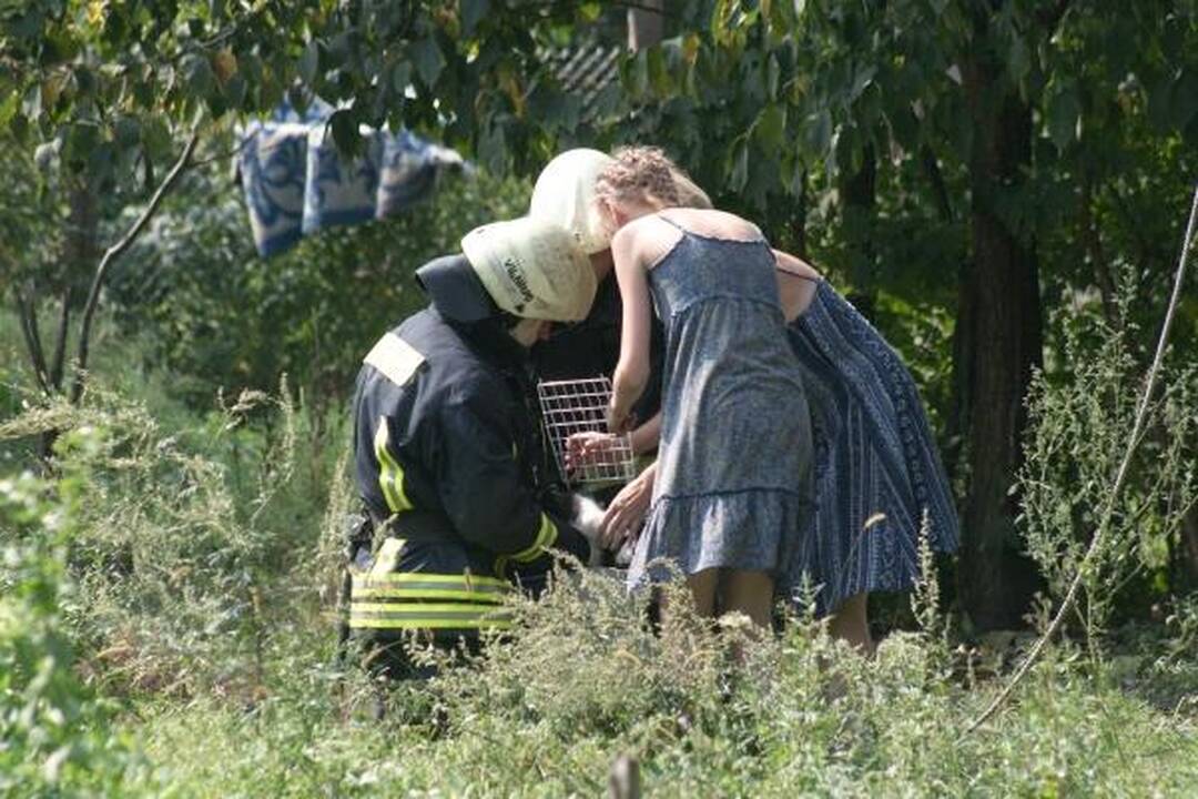 Šunų prieglaudoje – katės gelbėjimo operacija