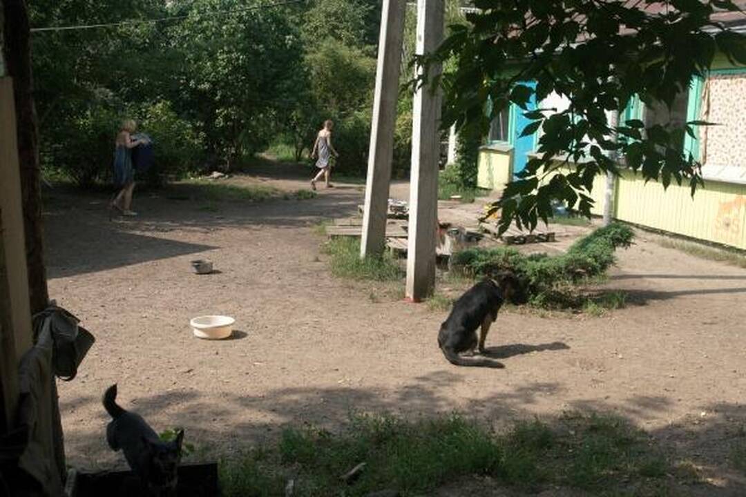 Šunų prieglaudoje – katės gelbėjimo operacija