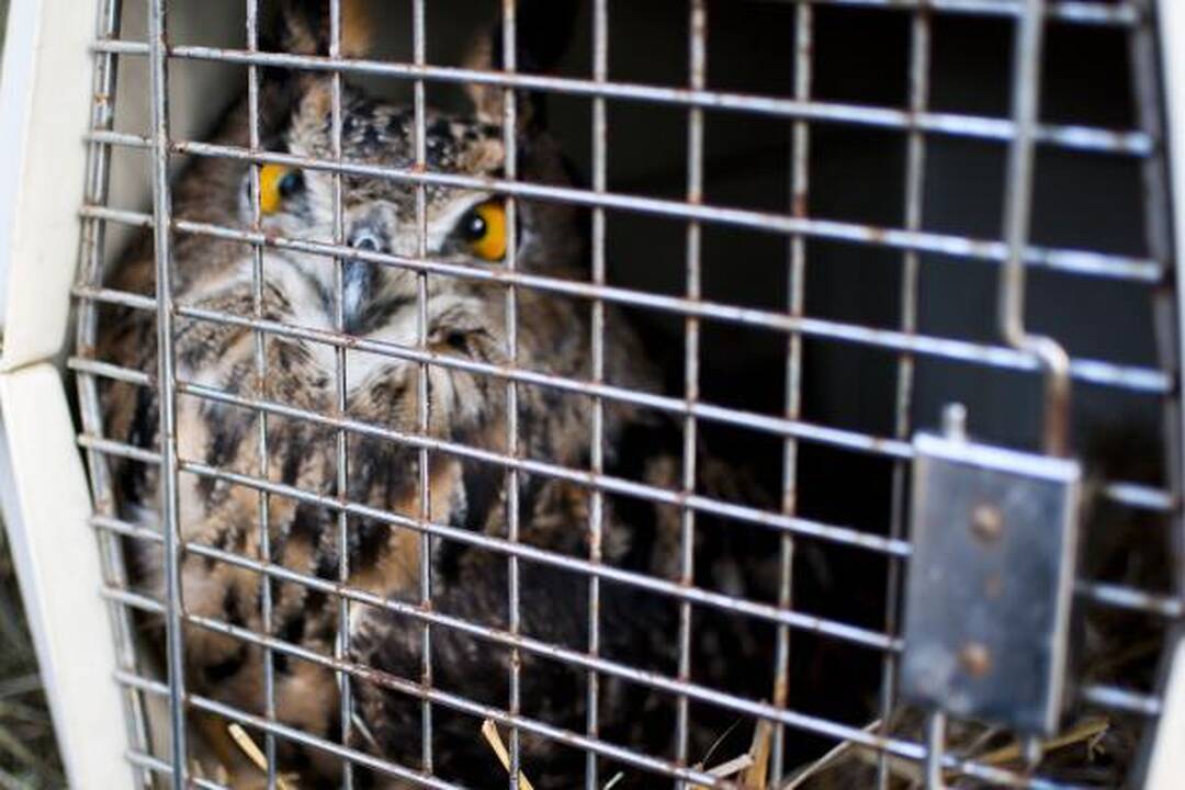 Zoologijos sodas išlydėjo apuokus       
