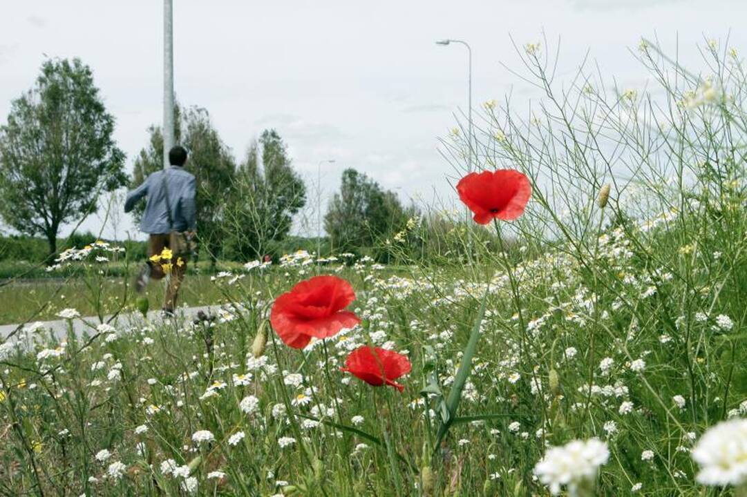 Tikrins, ar gyventojai neaugina aguonų, kanapių