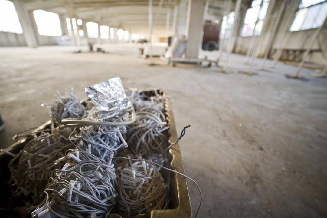 Auksinę Kalėdų eglę papuoš du kilometrai girliandų