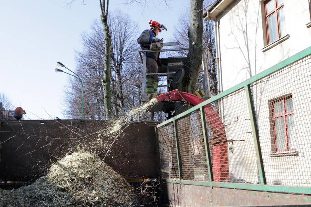 Uostamiesčio medžių genėjimui prireiks 53 tūkst. litų