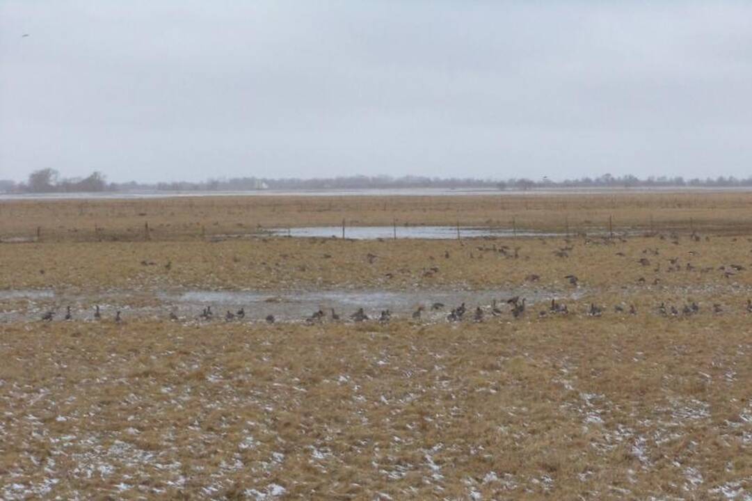 Rusnės salą užliejo netikėta potvynio banga (papildyta 14:37 val.)