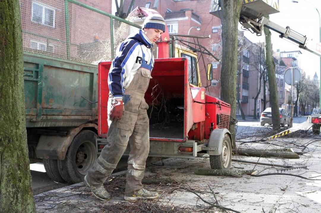 Uostamiesčio medžių genėjimui prireiks 53 tūkst. litų