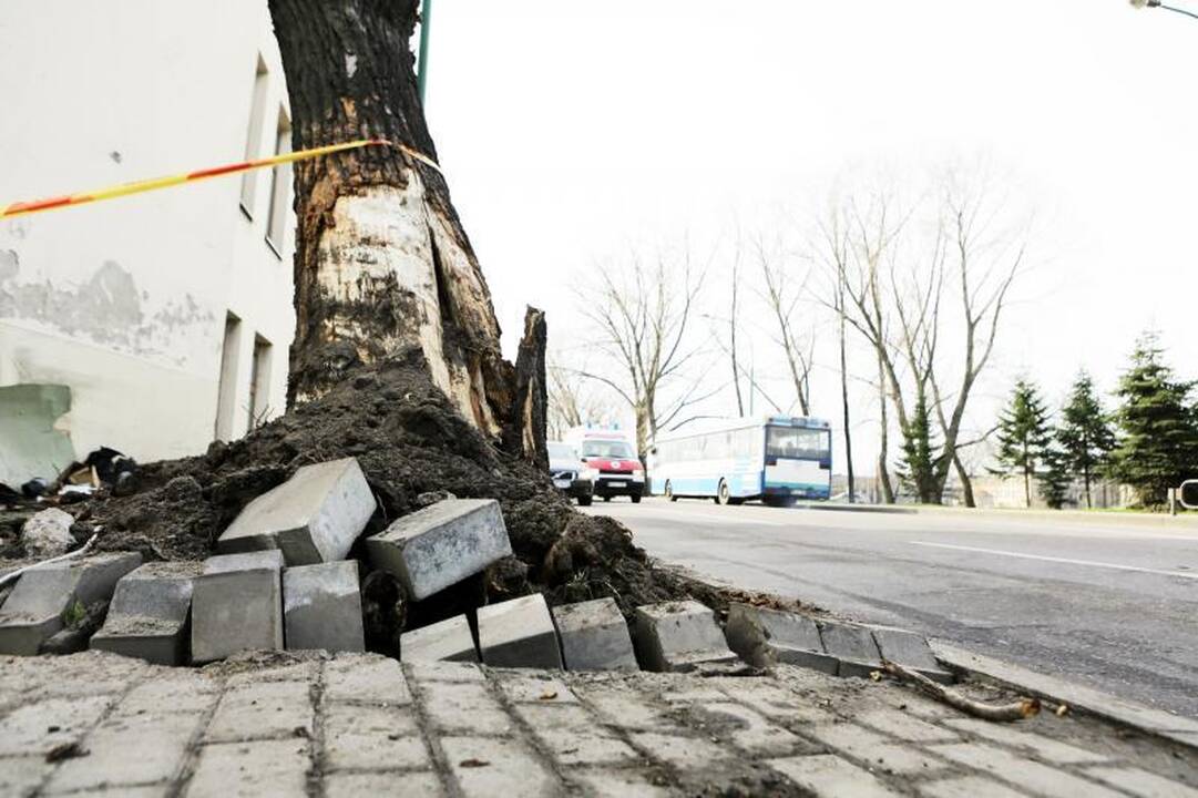 Nakties lenktynės Klaipėdoje baigėsi dviejų jaunuolių žūtimi (foto)