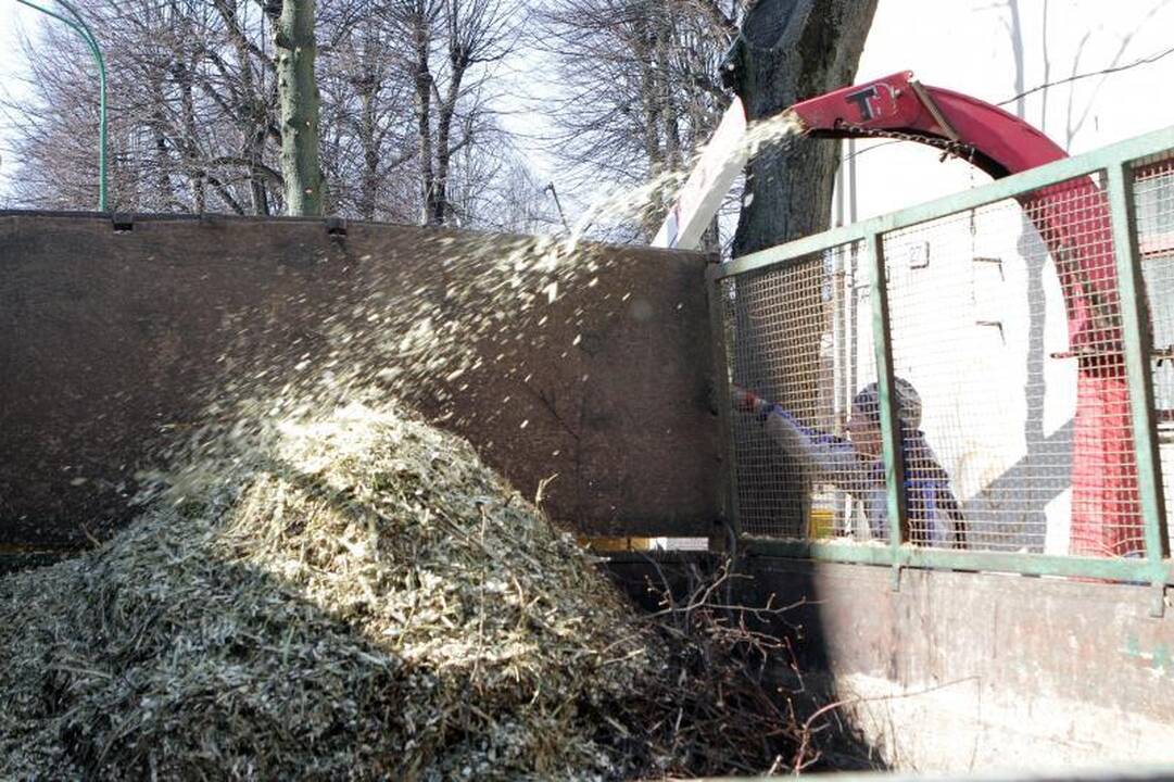 Uostamiesčio medžių genėjimui prireiks 53 tūkst. litų