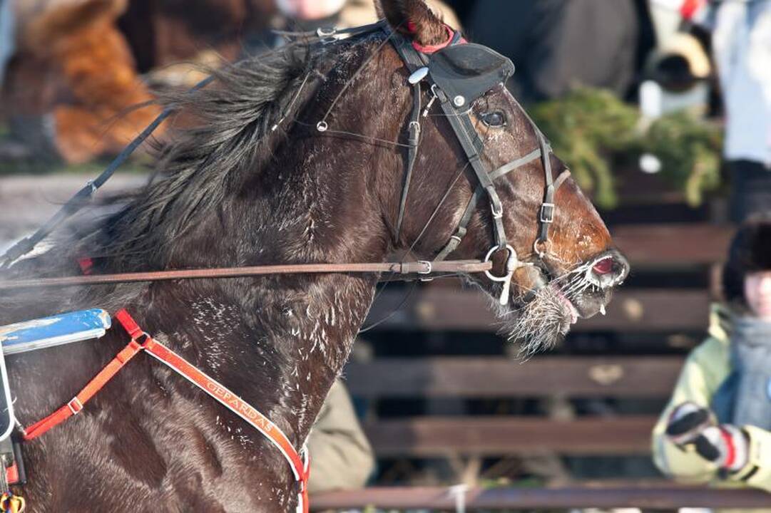 Sartuose lenktyniavę kruvini ristūnai pašiurpino žirgų globėjus