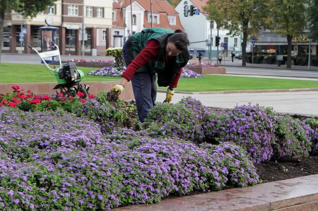 Uostamiestis vėl puošiasi rudeninėmis gėlėmis 