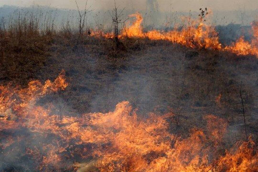 Palanga viliojo stintomis ir sveikuolių maudynėmis