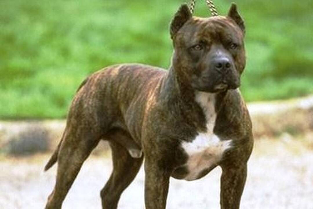 Į sodybą Lazdijų rajone atvykusį pareigūną užpuolė šuo