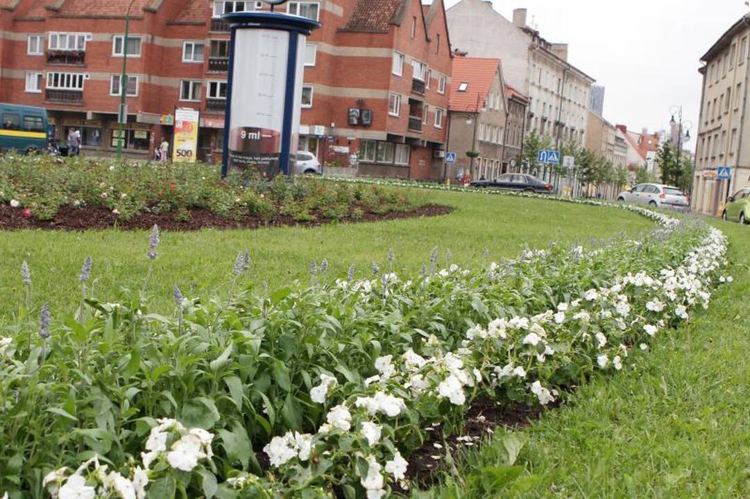 Klaipėdos gėlynams - daigai iš Ukmergės