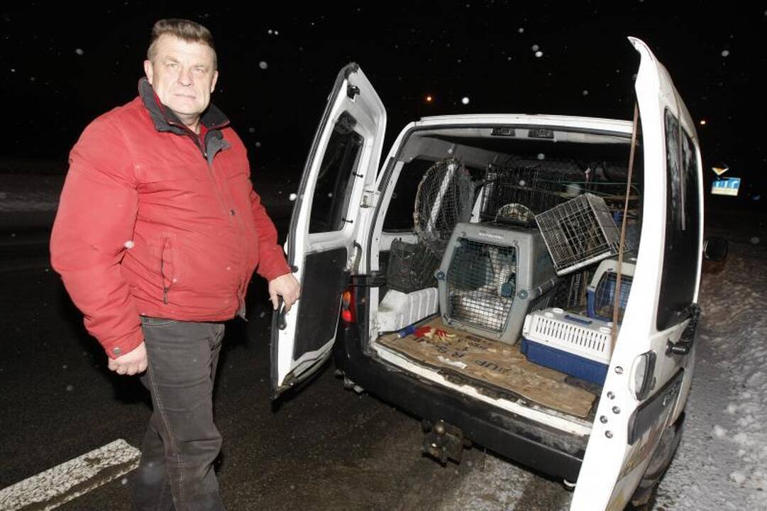 Uostamiestyje - gulbės gelbėjimo operacija