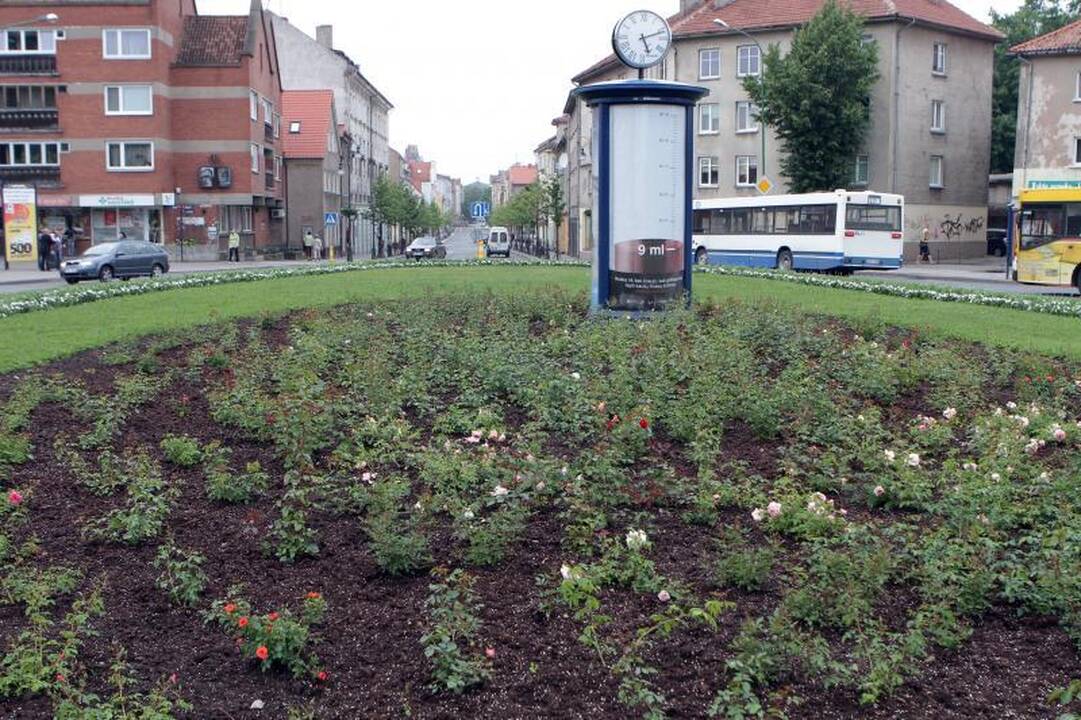 Klaipėdos gėlynams - daigai iš Ukmergės
