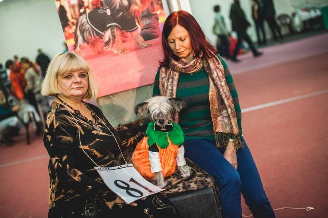 Helovino kostiumų konkurse dominavo šunys-velniai