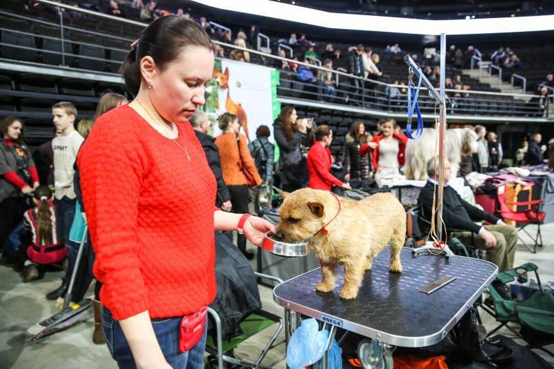 „Žalgirio” arenoje amsėjo per 1200 šunų 