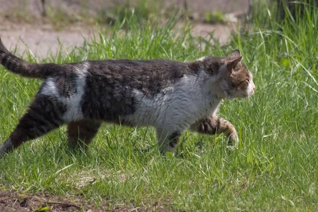 Aukštųjų Šančių gyventojai Alsėdžių gatvėje jau turi perėją (papildyta)