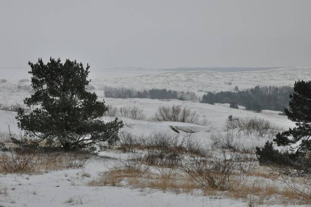 Į Kuršių neriją - ramybės pasisemti (patarimai keliaujantiems)