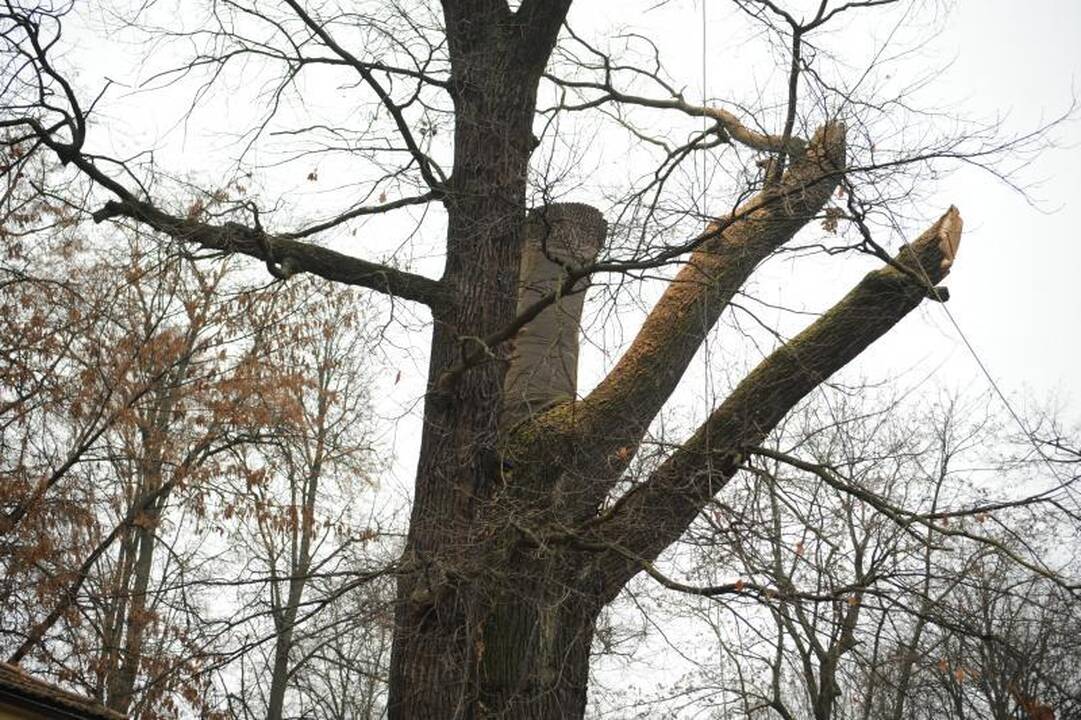 Užupiečiai pašiurpę: Sereikiškėse kapojamas seniausias miesto ąžuolas
