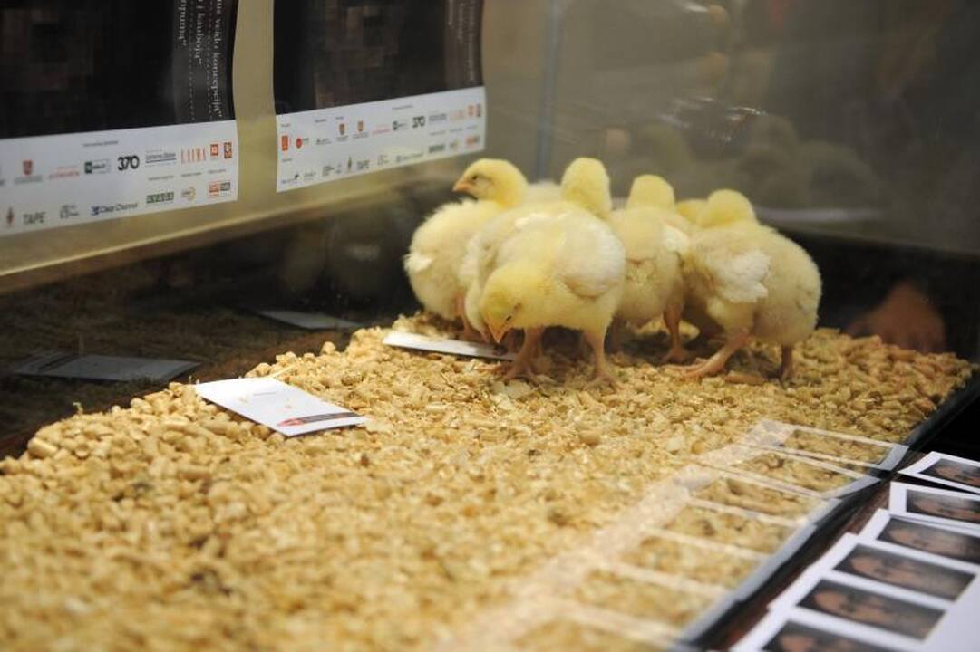 „Sirenos‘12“: apie teisę laisvai mąstyti ir peržengti ribas 